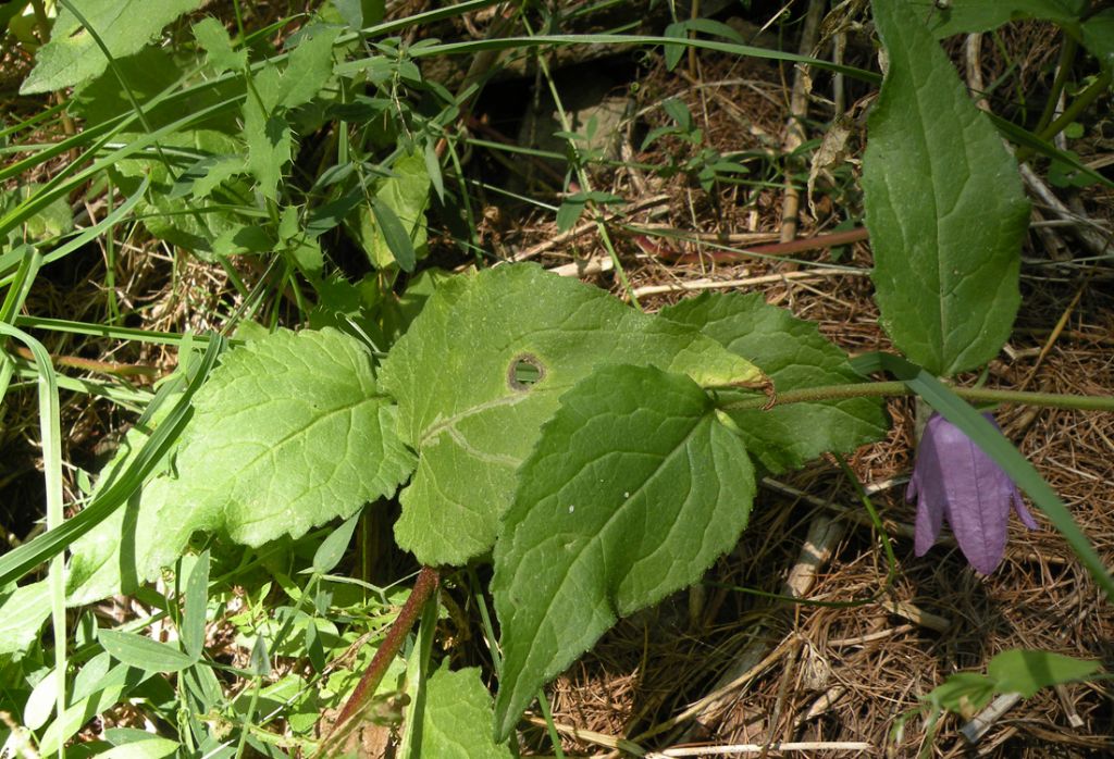 Valle d''Aosta: Campanula rapunculoides